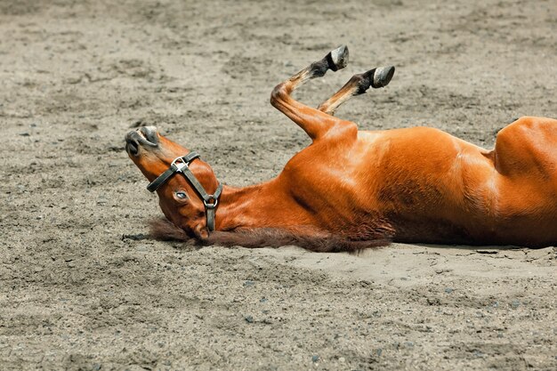 Foto jovem cavalo de cor marrom se divertir, rolando no campo de areia, deitado de cabeça para baixo na poeira.