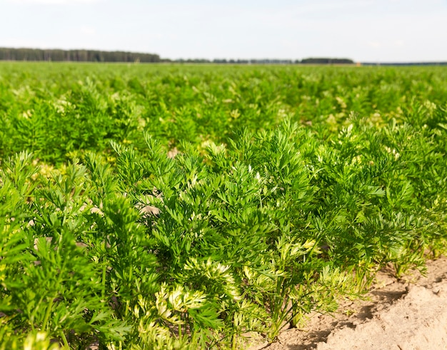 Jovem cenoura verde no topo em um campo agrícola