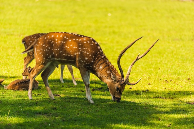 Jovem cervo macho sika isolado no campo pastando grama