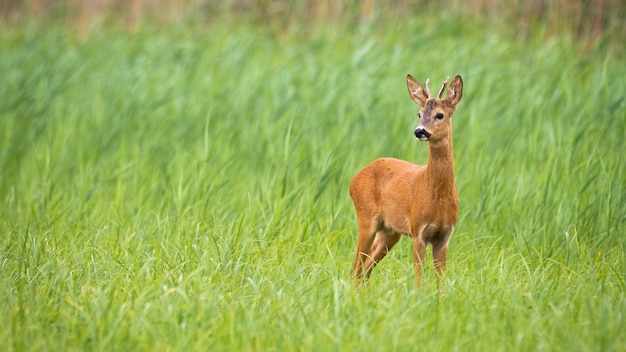 Jovem cervo olhando em um campo verde com espaço de cópia