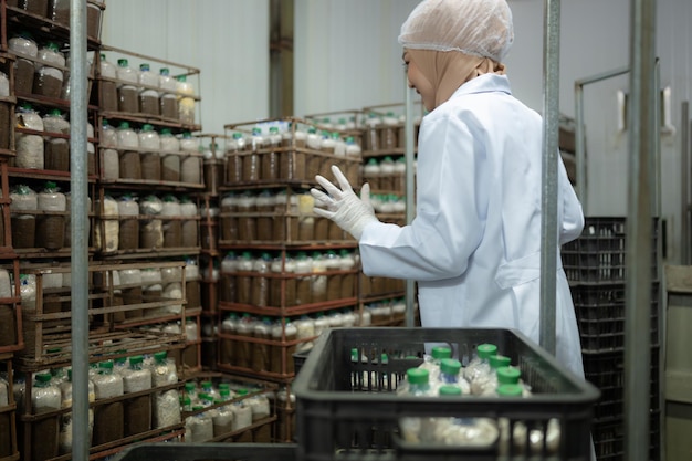 Jovem cientista muçulmana asiática fazendo pesquisas em uma fábrica de cogumelos investigando o crescimento de fungos em caroços de cogumelos em uma sala estéril e com temperatura controlada