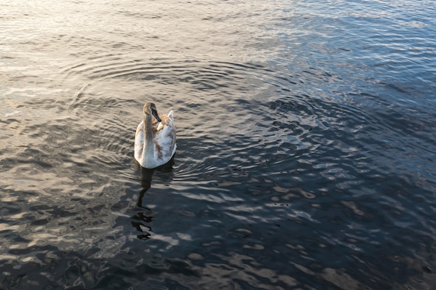 Jovem cisne em um lago de zurique, no pôr do sol. copie o espaço para o texto