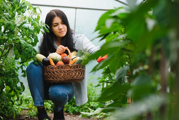 Jovem colhendo vegetais da estufa