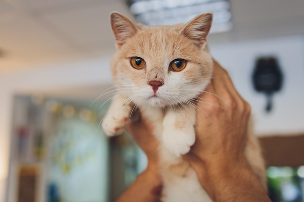 Jovem com um gato nos braços.