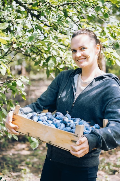 jovem com uma colheita de ameixas em uma caixa de madeira, jardinagem e colheita