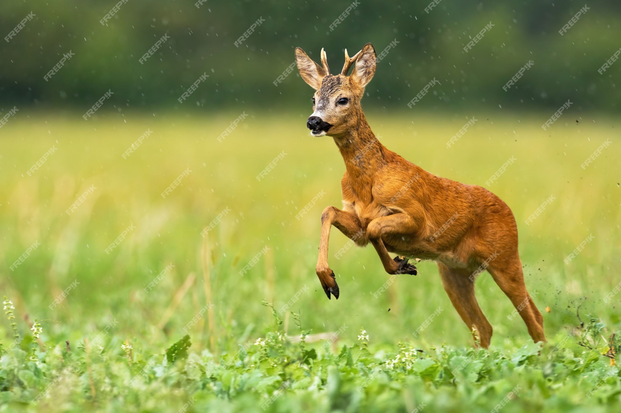 Jovem corça foto de stock. Imagem de animal, selvagem - 29232578