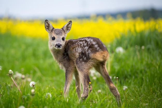 Jovem corça selvagem na grama Capreolus capreolus Recém-nascido corça selvagem primavera natureza