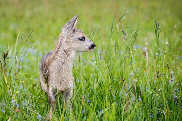 Jovem corça selvagem na grama Capreolus capreolus Recém-nascido corça selvagem primavera natureza