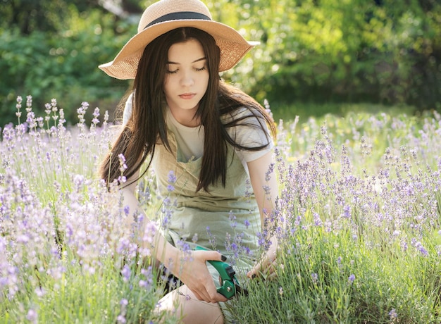 Jovem cortando cachos de lavanda