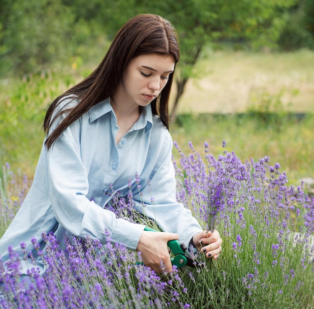 Jovem cortando cachos de lavanda