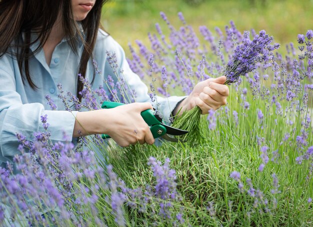 Jovem cortando cachos de lavanda