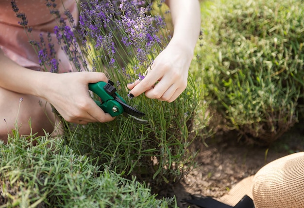 Jovem cortando cachos de lavanda