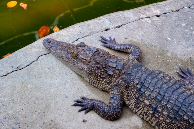 Jovem crocodilo descansar no chão