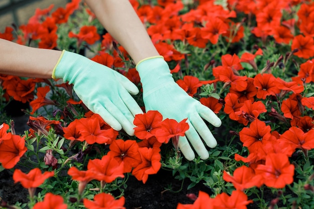 Jovem cuida de vasos de flores em uma estufa O conceito de cultivo de plantas