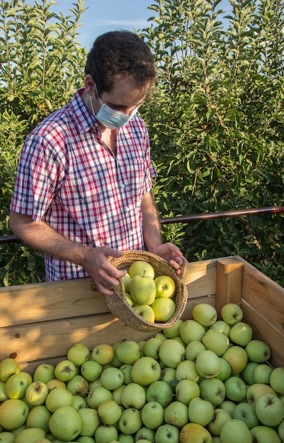 Jovem de camisa xadrez colhendo maçãs em uma plantação de árvores frutíferas com máscara facial para coronavírus