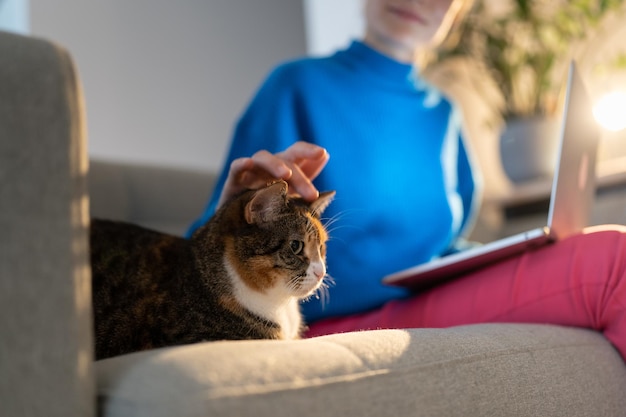 Jovem de suéter azul acaricia um gato doméstico sentado em um sofá confortável em um apartamento aconchegante