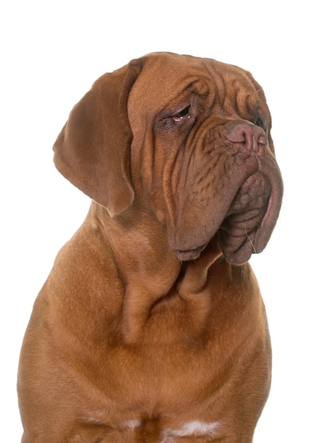 jovem dogue de bordeaux