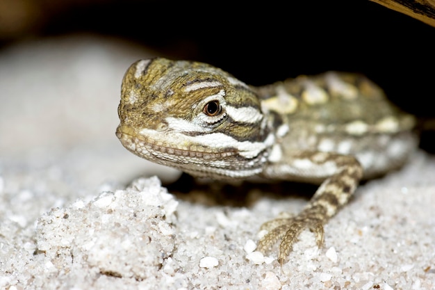 Jovem dragão barbudo lagarto close-up