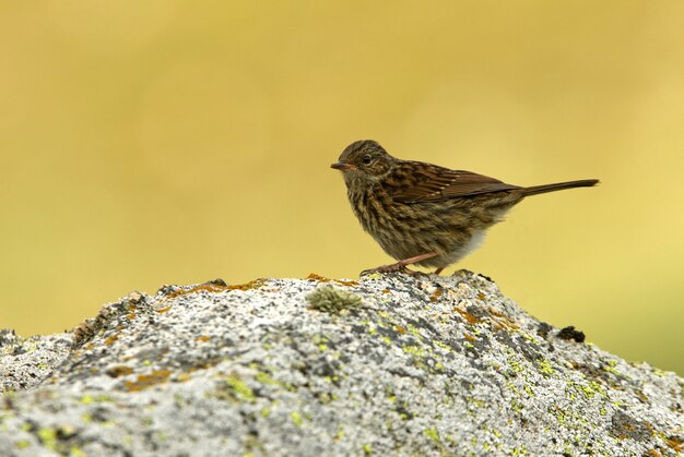 Jovem Dunnock em uma rocha nas últimas luzes da noite