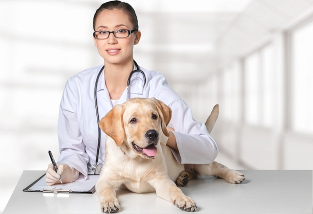 Jovem e atraente médica com um paciente canino engraçado