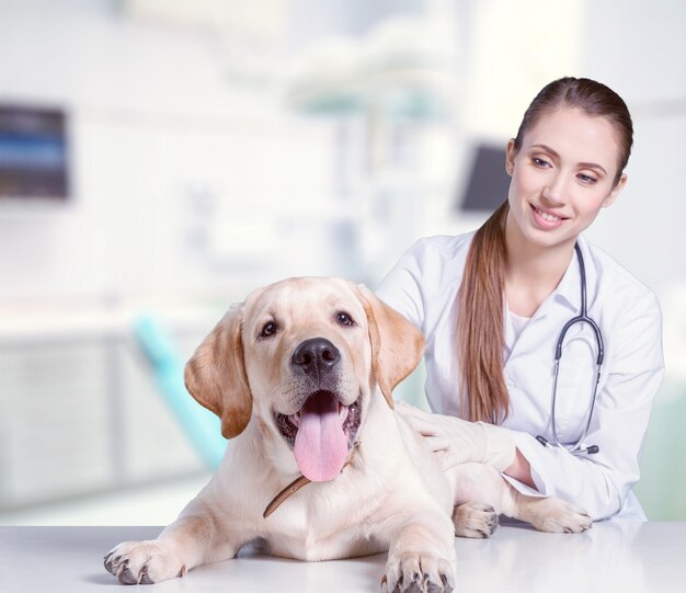 Jovem e atraente médica com um paciente canino engraçado