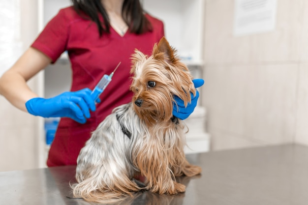 Jovem e bela mulher veterinária vacinando o yorkshire terrier.