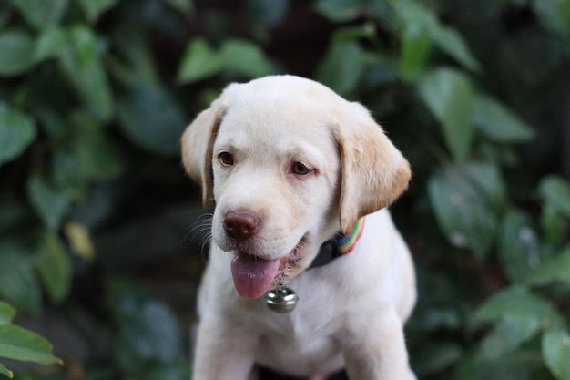 Jovem e fofo labrador retriever puro-sangue no jardim