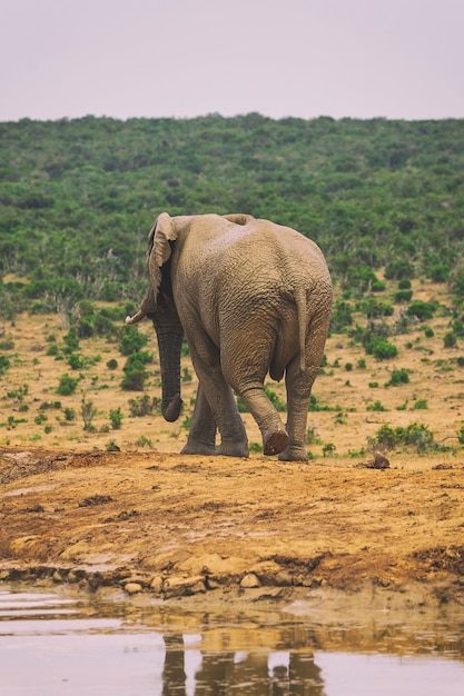 Jovem elefante africano andando nos arbustos do Parque Nacional Addo, África do Sul