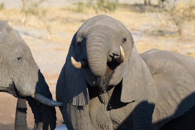 Jovem elefante africano bebendo do poço.