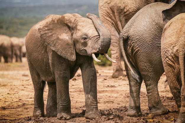 Jovem elefante africano brincando com porta-malas no Parque Nacional Addo, África do Sul