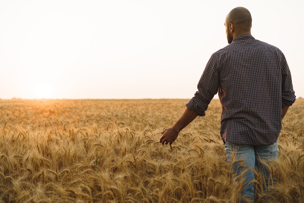 Jovem em pé no campo de trigo ao pôr do sol