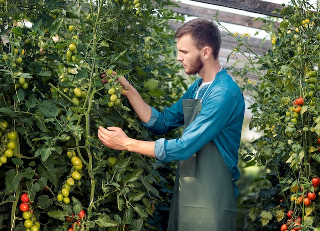 Jovem empregado agrícola masculino cuidando