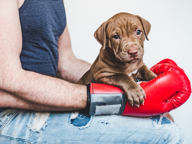 Foto jovem, encantador cachorrinho e luvas de boxe vermelhas