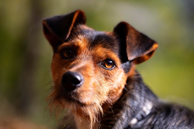 Jovem enólogo no jardim ao sol com um olhar curioso Retrato de seu rosto apenas amor e obediência cachorro preto e marrom