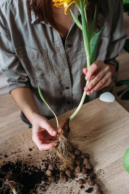 Jovem está transplantando fertilizante de primavera de planta de casa para flores em casa