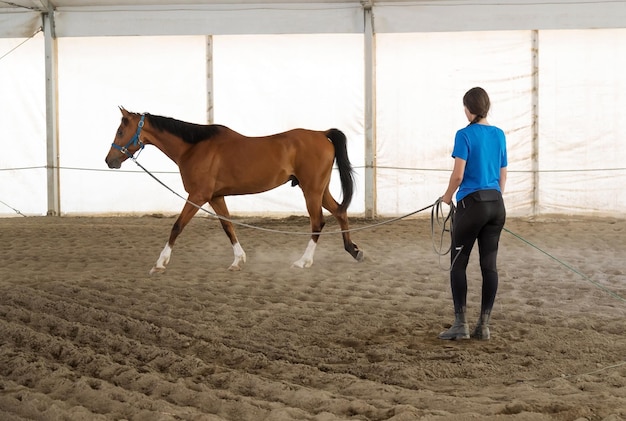 Jovem exercitando seu cavalo em uma rédea de chumbo