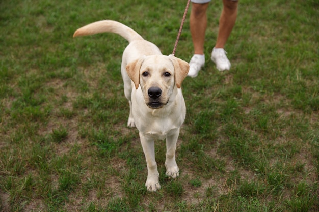 Jovem feliz andando com cachorro Labrador ao ar livre