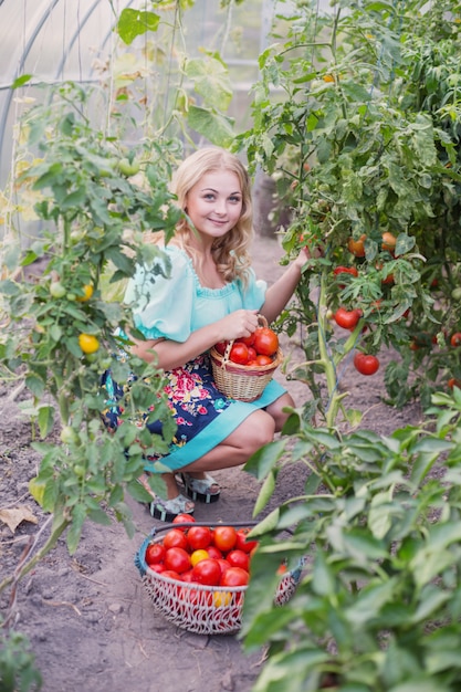 Jovem feliz com colheita de tomate em estufa