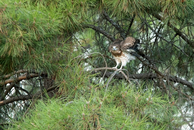 Jovem fêmea de águia-cobreira em um pinheiro com os primeiros raios de um dia ensolarado