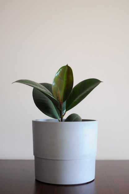 Jovem Ficus elastica Burgundy ou seringueira um vaso de planta Conceito de decoração minimalista e criativa