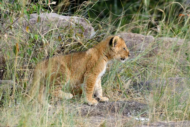 Jovem filhote de leão na selva. Parque nacional da áfrica