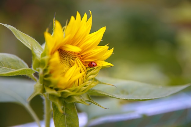 Jovem florescendo, close-up de flor de girassol brilhante e joaninha