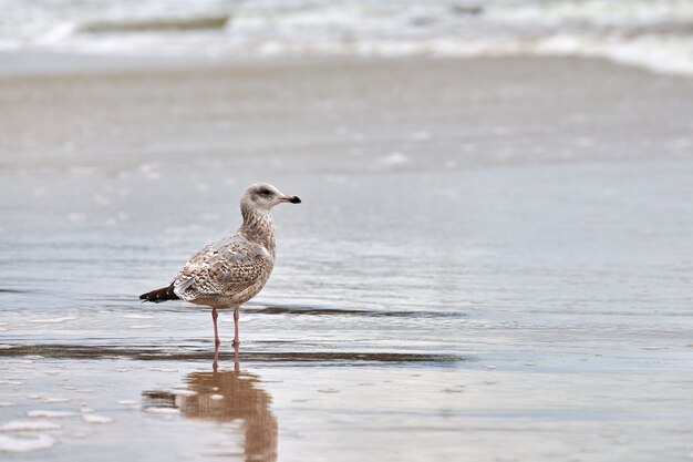 Jovem gaivota de patas amarelas, Larus michahellis, caminhando na praia perto do mar Báltico