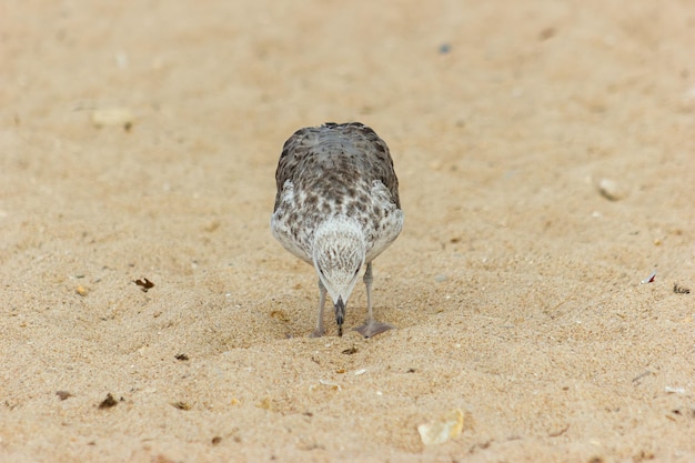 Jovem gaivota de patas amarelas Larus michahellis em busca de comida na areia da praia