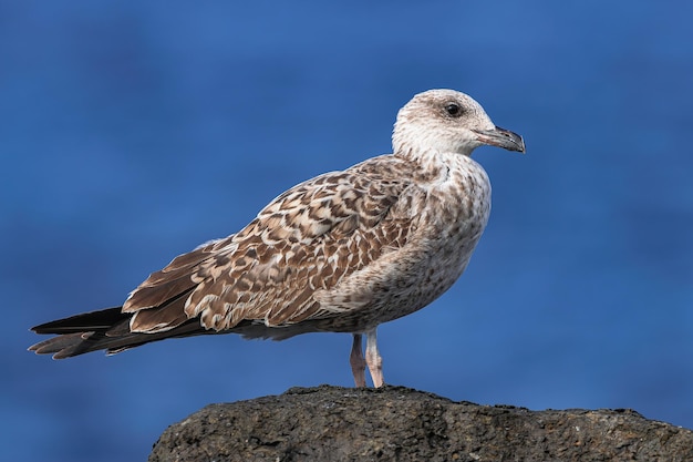 Foto jovem gaivota de patas amarelas larus michahellis em pé sobre pedras