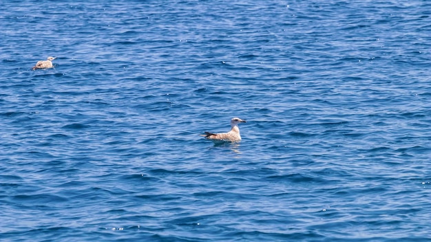 Jovem gaivota na superfície do mar calmo