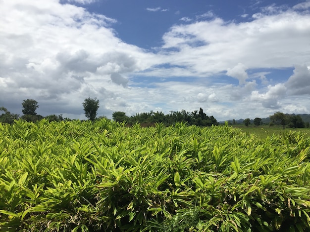 Foto jovem galanga tailandesa antes da colheita na tailândia