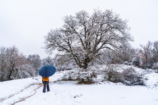 Jovem garota com uma jaqueta amarela e um guarda-chuva andando na neve ao lado de uma árvore. Neve na cidade de Opakua, perto de Vitória, em Araba