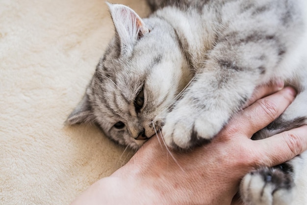 Jovem gatinho cinza Animal de estimação peludo com pedigree dentro de casaCâmera lentaGato leve e fofo garota brincando