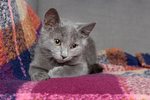 Jovem gatinho cinza relaxando no cobertor quente